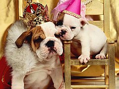 It's Good to be the King